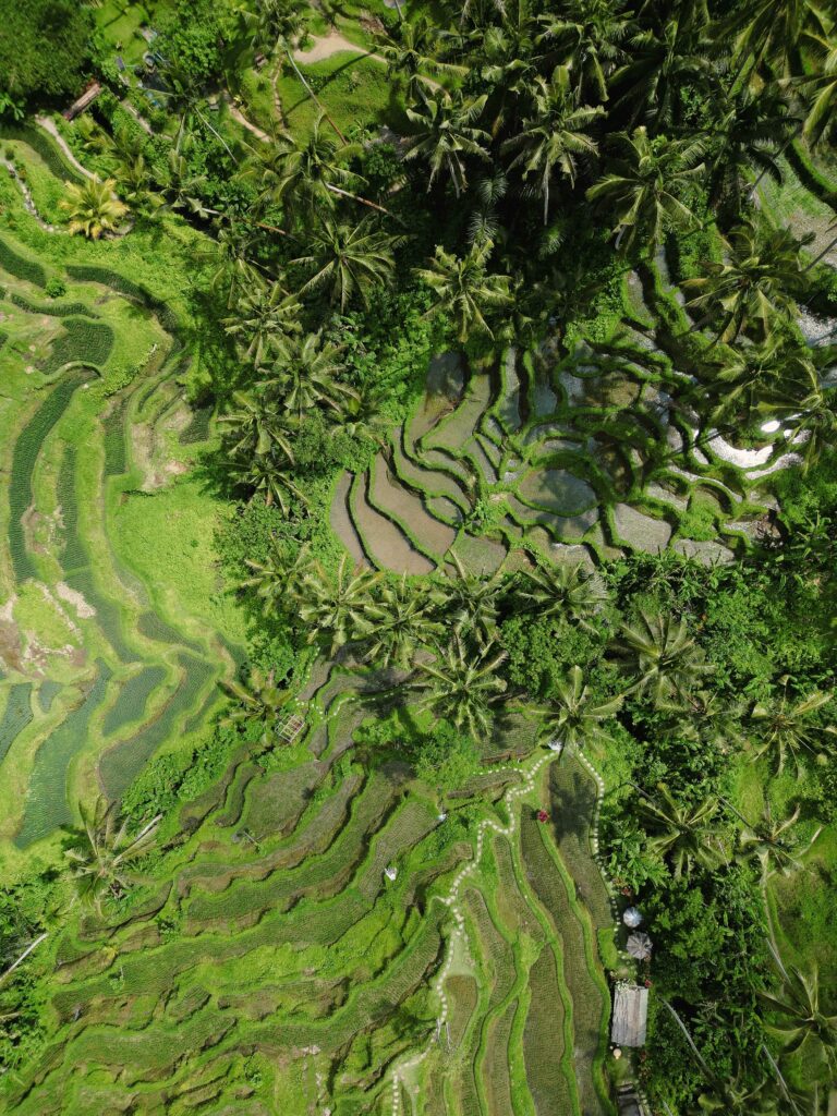 indonesie vegetation drone vue mountain pack macadamia eco tour